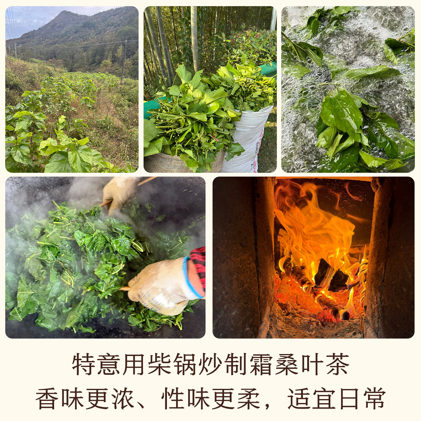 晚桔 霜桑叶茶 霜降后采摘柴锅炒熟非生茶 熬夜养生茶代用茶饮,淘宝优惠券,粉丝福利购,淘宝优惠卷
