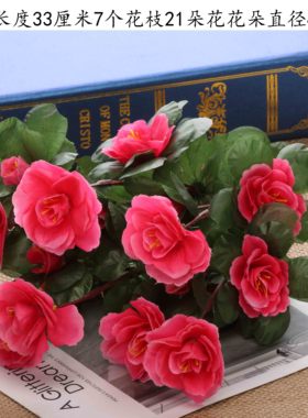 杜鹃花映山红花坛花室外花