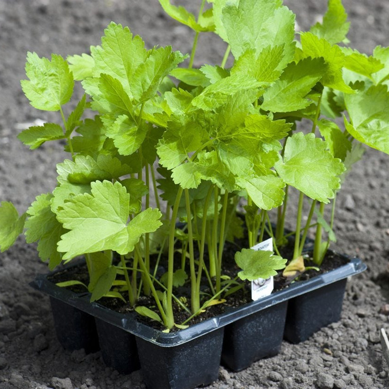 美国防风草种子 欧洲防风草 Parsnip Seed 欧洲萝卜 西餐蔬菜食材,淘宝优惠券,粉丝福利购,淘宝优惠卷
