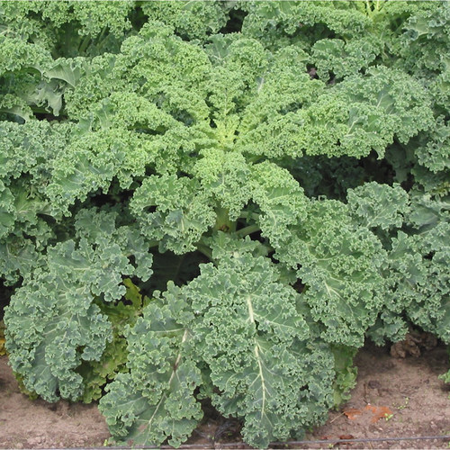 羽衣甘蓝种子 食用西伯利亚羽衣甘蓝 Siberian Kale 耐寒蔬菜菜籽 - 图1