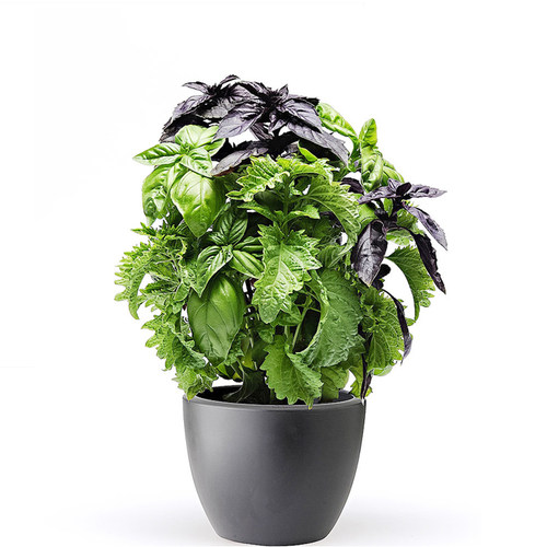 罗勒种子 圣约瑟夫草 九层塔意大利甜罗勒 Basil 圣罗勒香草香料 - 图3