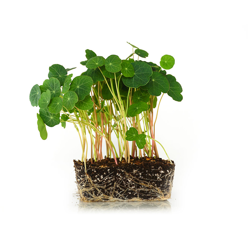 旱金莲种子 芽苗菜 Nasturtium Microgreens Seeds旱荷花 金莲花 - 图3