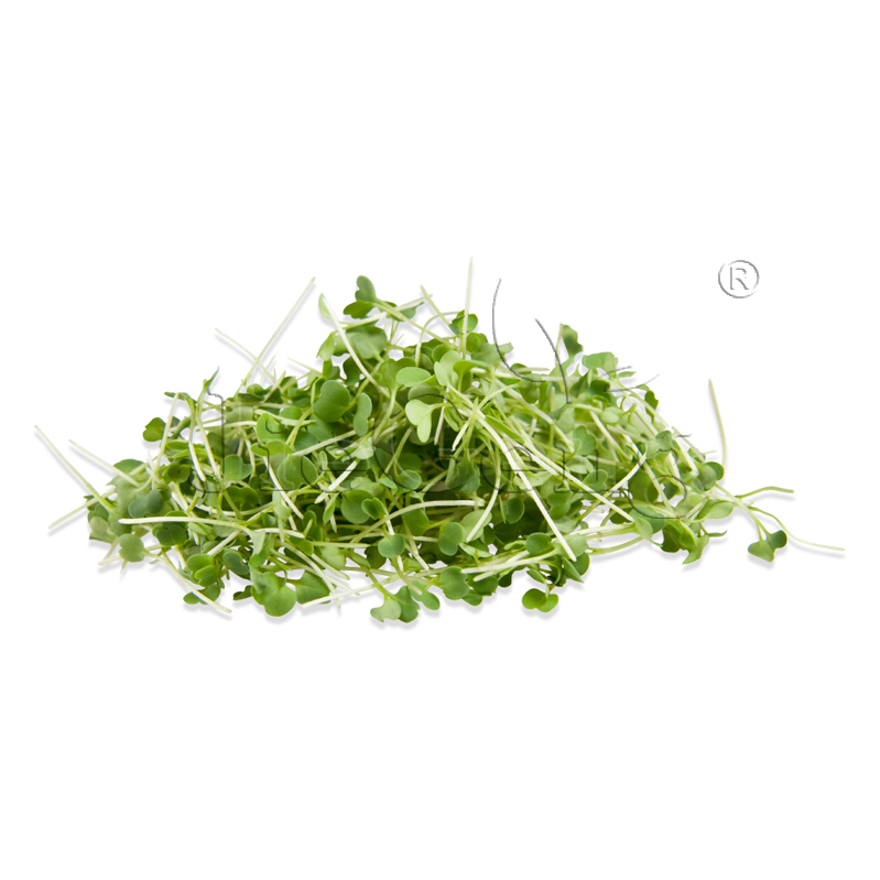 细叶芥菜种子雪里蕻 Mustard Mizuna Microgreens Seeds微型蔬菜-图3