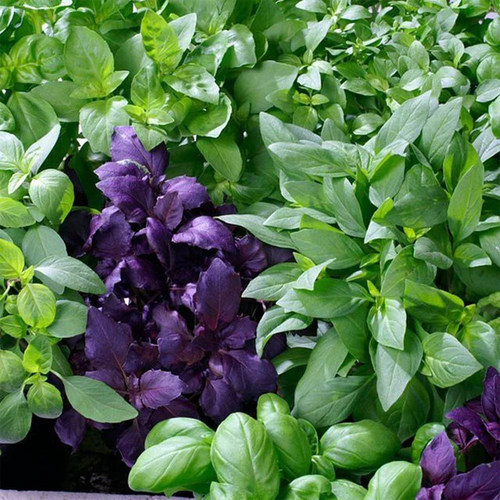 罗勒种子 圣约瑟夫草 九层塔意大利甜罗勒 Basil 圣罗勒香草香料 - 图0