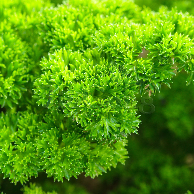 莫斯卷叶欧芹种子皱叶欧芹香芹荷兰芹Moss Curled Parsley香草_虎窝淘