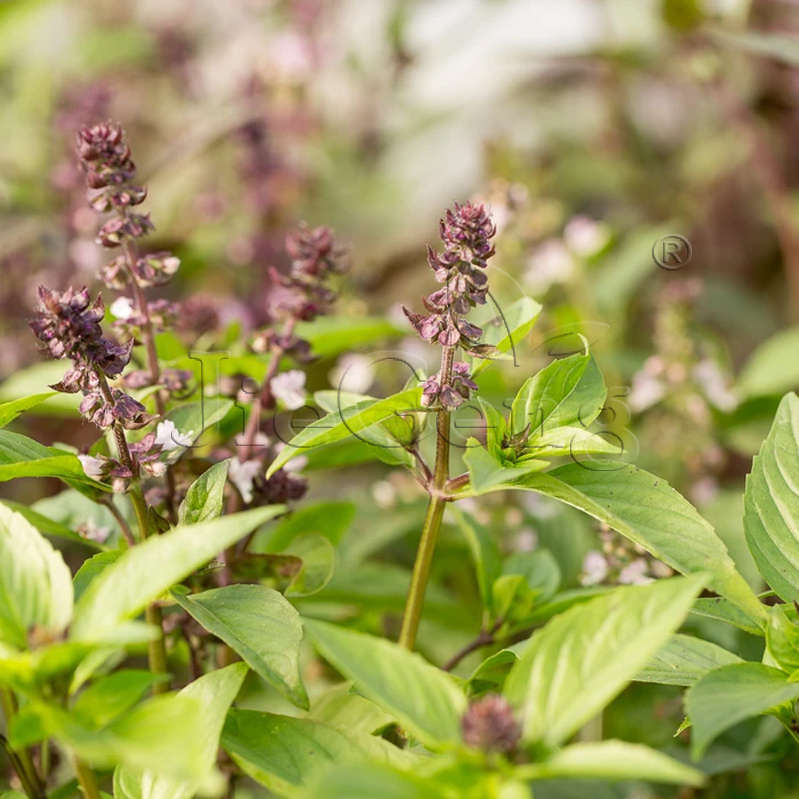 肉桂罗勒种子 桂皮罗勒 九层塔 Cinnamon Basil 香草香料 花种子 - 图0