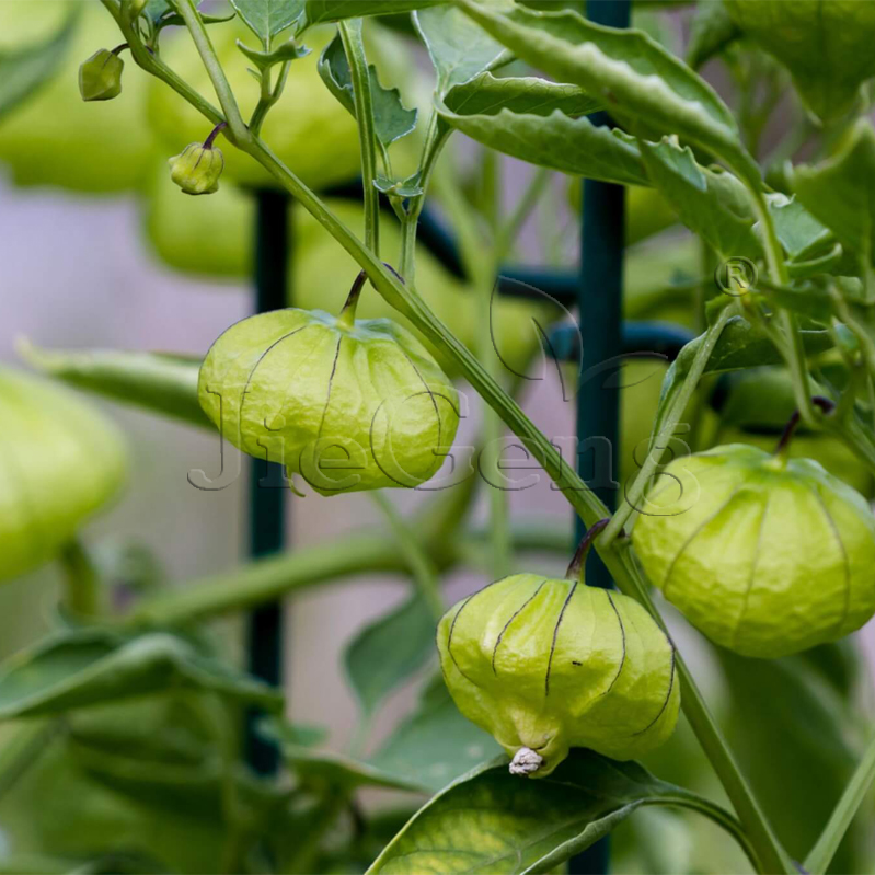 绿浆果种子 Green Tomatillo Seed墨西哥酸浆果灯笼果北美水果-图2