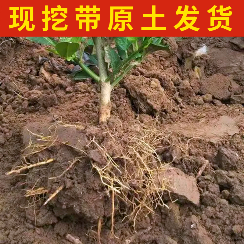 安岳黄柠檬树苗南北方庭院地栽果树可食用盆栽嫁接四季当年结果-图0