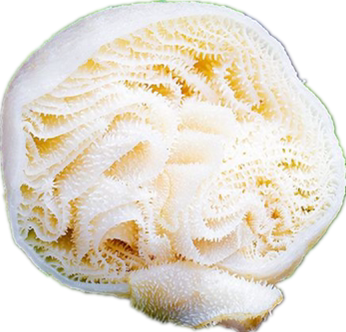 白毛肚水发水发牛百叶商用5斤装火锅食材千层肚牛肚冷冻整黑毛肚 - 图3