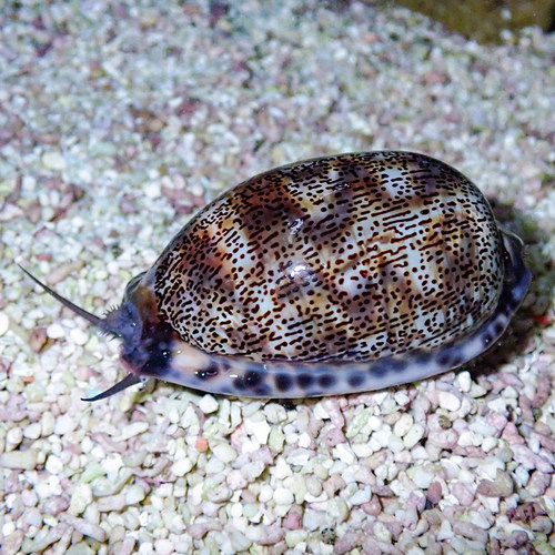 食藻螺西班牙舞娘海胆牛眼螺塔螺鲍鱼翻沙螺海猪海兔海水鱼活体 - 图2