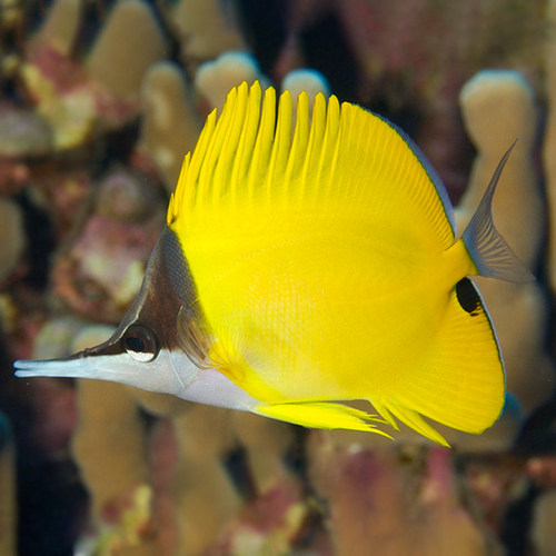 三间火箭黄火箭黄网鲽红海黄金天皇八线波斯蝶海水观赏鱼活体珊瑚 - 图1