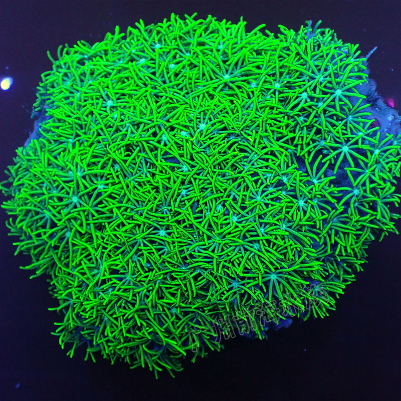 荧光绿草皮珊瑚北海绿草皮日本草皮lps软体人工草皮珊瑚生物活体-图1