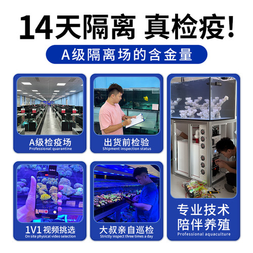 宝石花珊瑚澳洲星空彩单苞活体海水鱼缸珊瑚万花筒软体水族珊瑚 - 图2