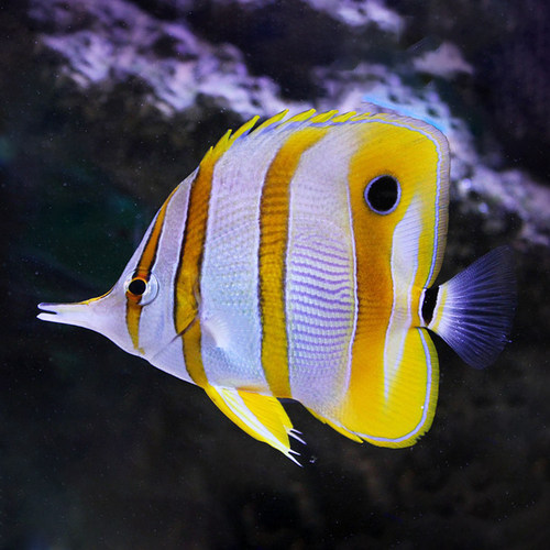 三间火箭黄火箭黄网鲽红海黄金天皇八线波斯蝶海水观赏鱼活体珊瑚 - 图0