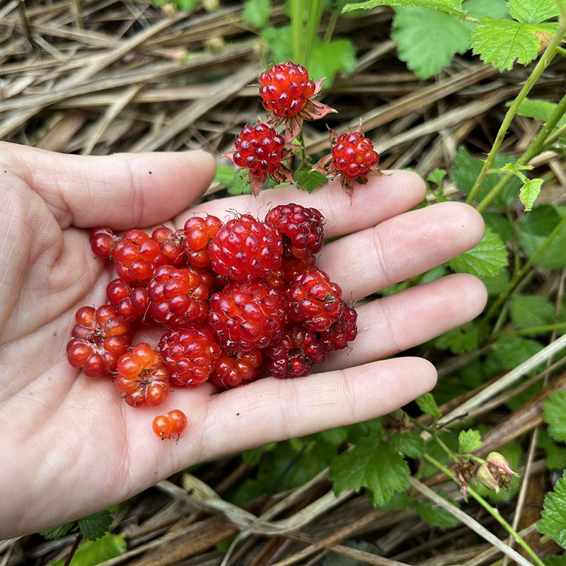 茅莓苗三月泡 茅莓种子果子四月泡盆栽覆盆子野草莓童年野果种子 - 图1