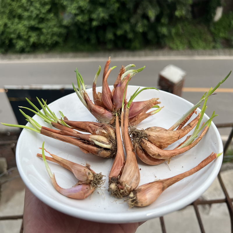 种植专用四川小香葱带芽红紫皮火葱头种盆栽阳台四季葱榨葱油酥干 - 图1