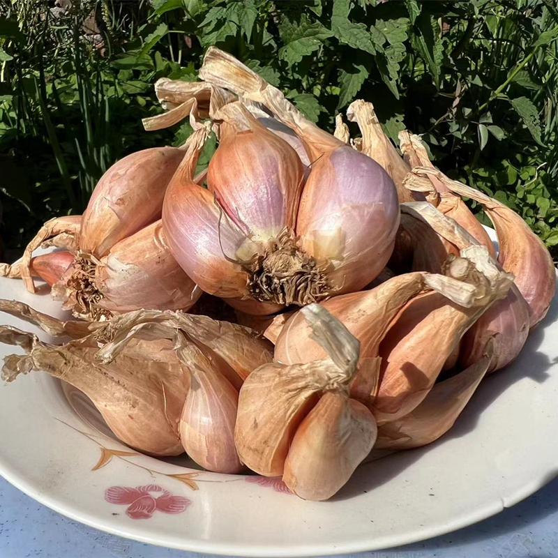 四川红葱头干葱头小香葱头火葱种植四季葱种肠粉卤肉油葱酥非广东-图0