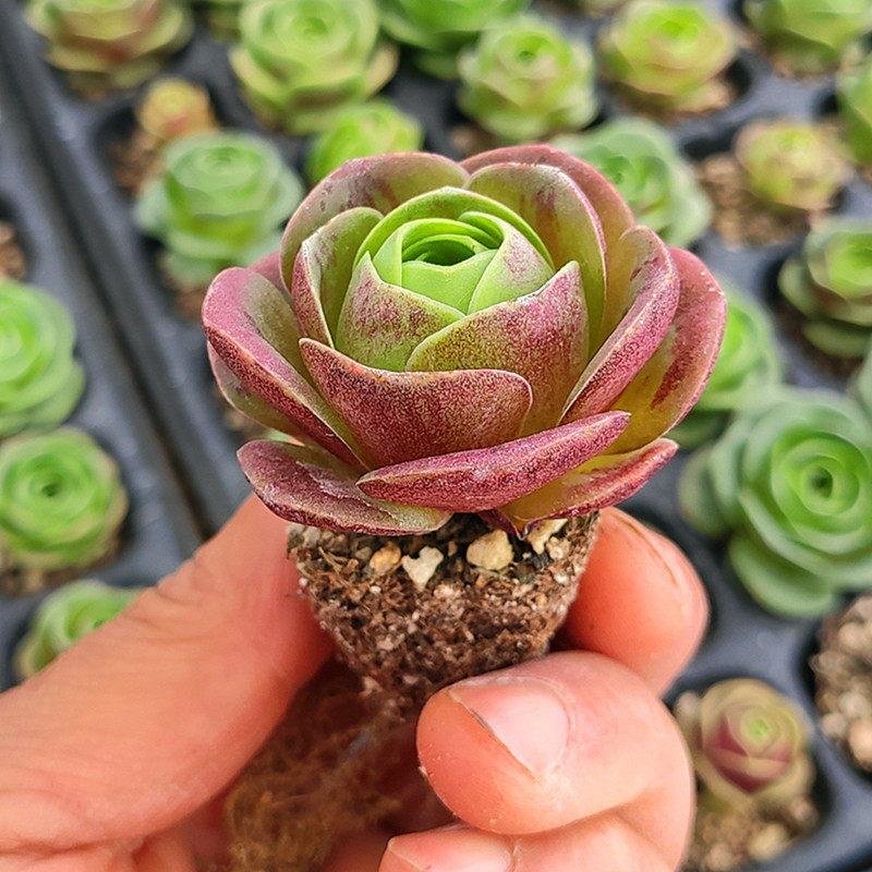 小红帽小妖姬山地玫瑰系列多肉植物室内花卉组合盆栽肉肉植物老桩,淘宝优惠券,粉丝福利购,淘宝优惠卷