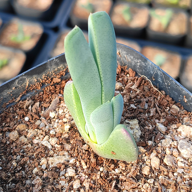 虾钳番杏科生石花屁屁花多肉植物石头花蟹钳 - 图3