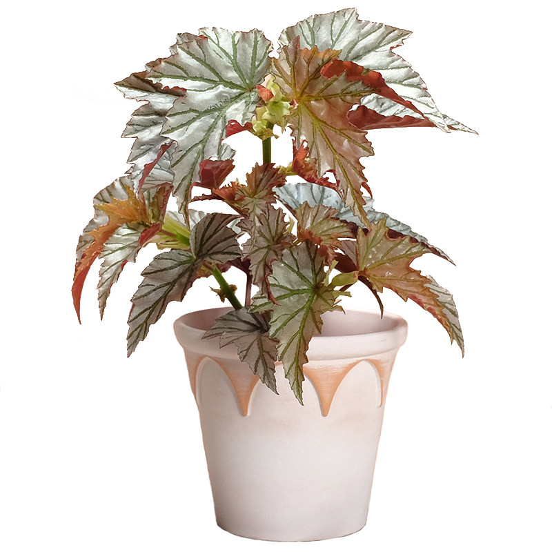 海威秋海棠Highway进口竹节ins风客厅办公桌耐阴盆栽净化空气好养,淘宝优惠券,粉丝福利购,淘宝优惠卷