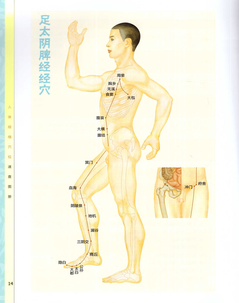 医学书正版彩色印刷人体经络穴位速查手册十二经脉、任脉、督脉和经外奇穴的取穴定位及功能主治快速取穴人体经络穴位位置-图1