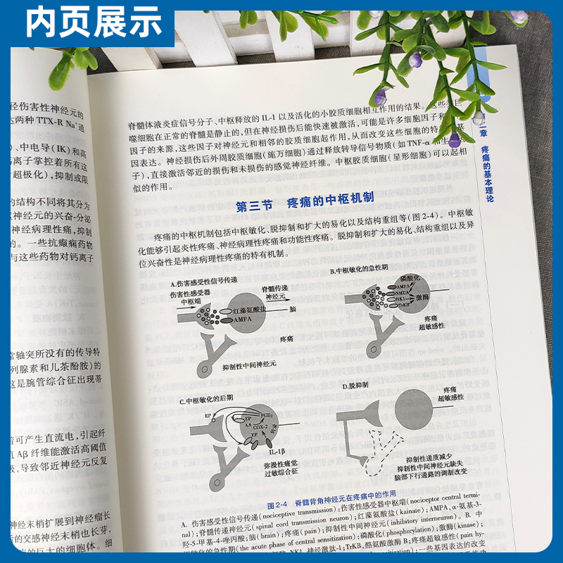 正版疼痛诊疗学第4版第四版郭政王国年主编配增值卫生委员会十三五规划供本科麻醉学专业使用第四轮规划教材人民卫生出版社-图1