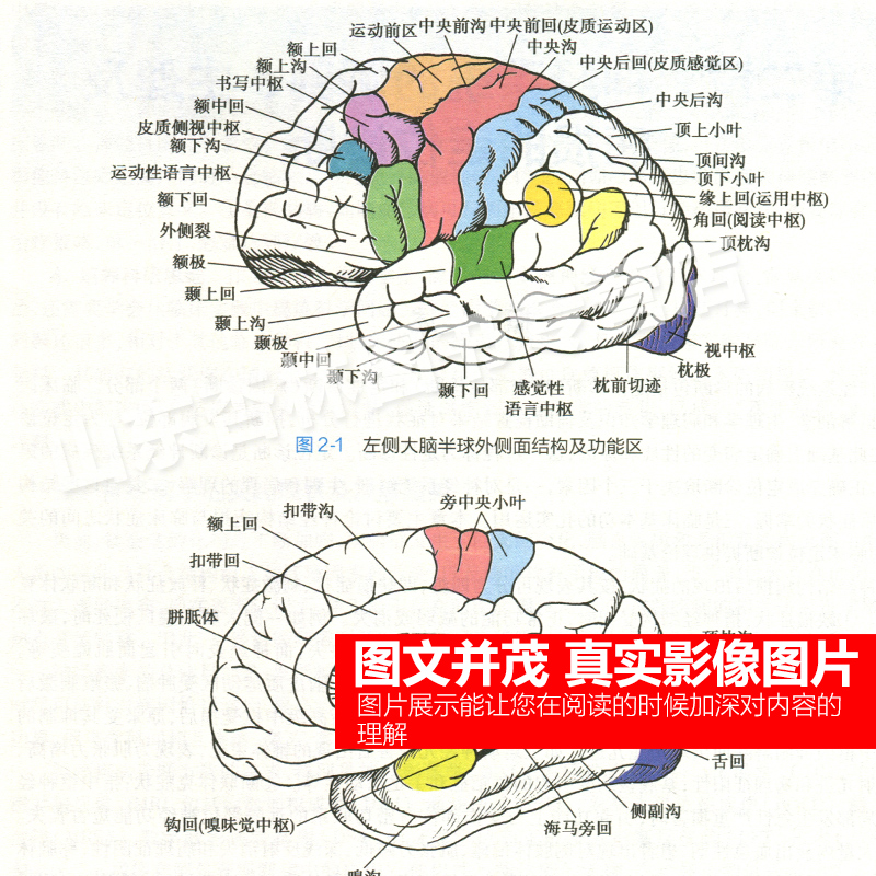 书课包正版神经病学第8版第八版人卫版贾建平第九版第9版本科临床西医学教材人民卫生出版第7版升级教材高等院校十三五规划教材-图1