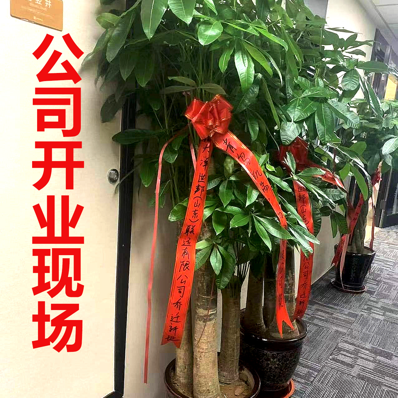 步步高发财树盆栽 开业乔迁送礼植物 办公室内客厅大绿植青岛同城 - 图3