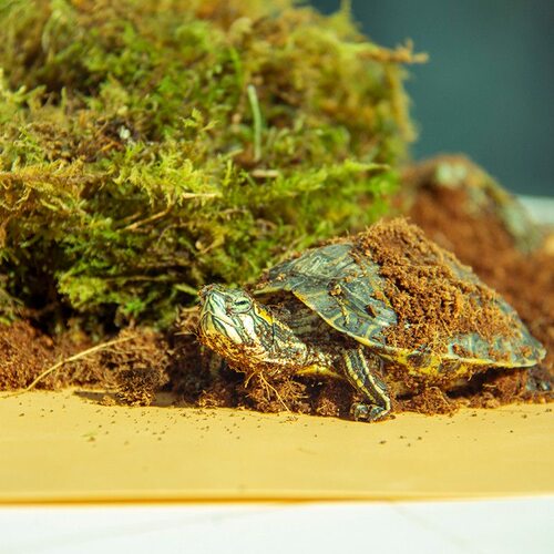 爬宠椰土苔藓乌龟冬眠巴西龟草龟角蛙蟹过冬沙窝垫材饲养沙椰砖 - 图3