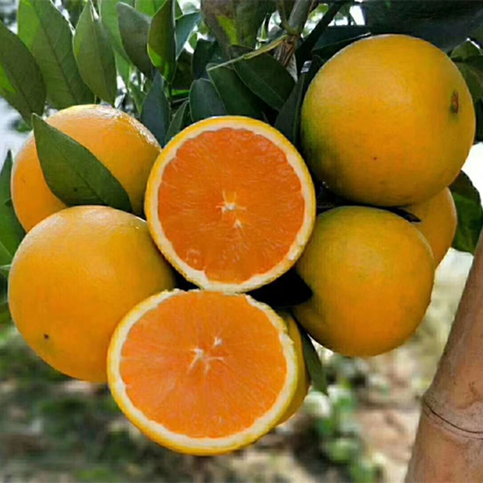 秭归脐橙 九月红橙子 当季新鲜水果整箱10斤大个榨汁手剥橙 - 图0