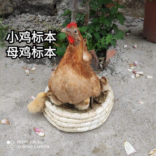 小鸡标本母鸡标本出克小计模型拍摄道具代做各类标本山鸡标本 - 图0