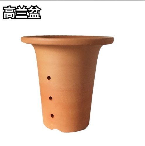 风兰花盆小红陶盆风兰富贵兰似栀子花香附生兰花矮种兰花洋小盆景 - 图2