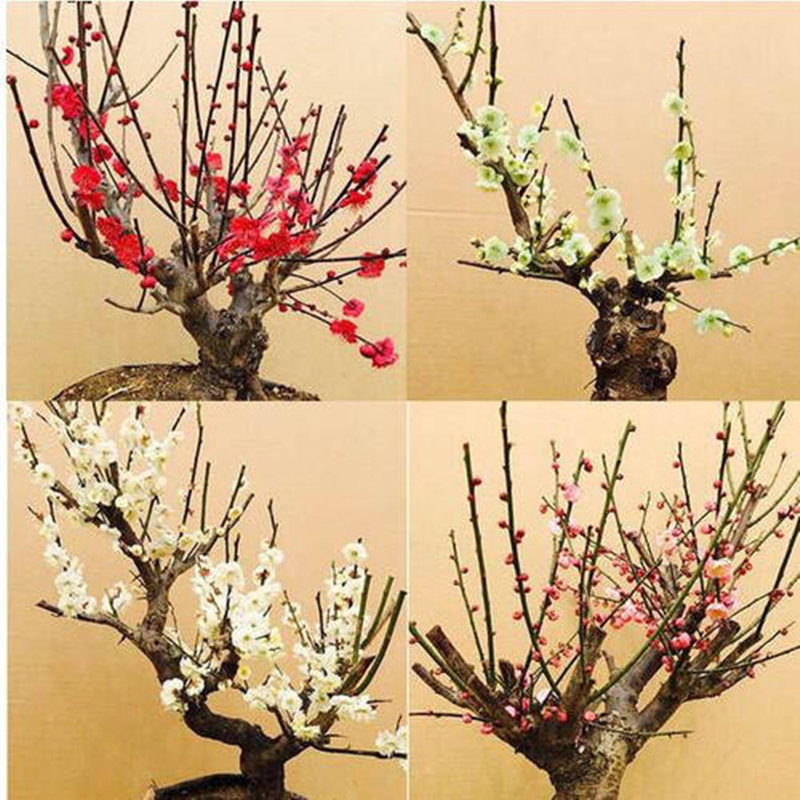 红梅梅花盆栽树苗老桩带花苞耐寒耐热室内庭院浓香型四季花卉植物,淘宝优惠券,粉丝福利购,淘宝优惠卷