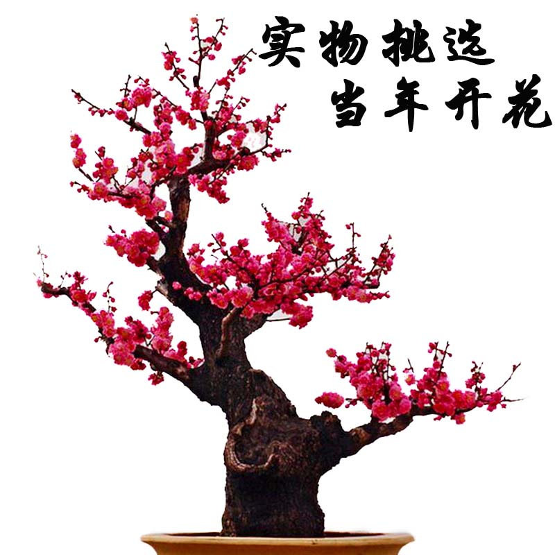 红梅梅花盆栽树苗老桩带花苞耐寒耐热室内庭院浓香型四季花卉植物,淘宝优惠券,粉丝福利购,淘宝优惠卷