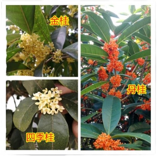 一物一拍桂花树直播专拍 - 图0