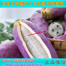 August melon saplings Miao Zhengzong August Fried Melon seedlings Southern Four Seasons Fragrant Honeydew Melon Saplings of the year Results Courtyard