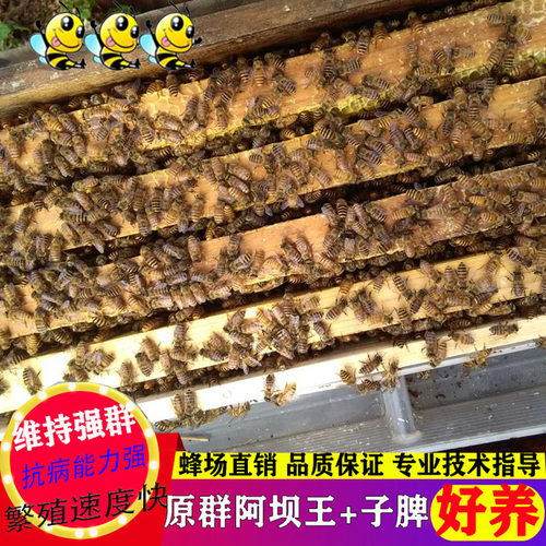 蜜蜂活体中蜂双色王中蜂带王带子脾带蜂箱阿坝中蜂蜂群阿坝中蜂 - 图2