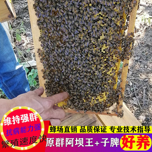 蜜蜂活体中蜂双色王中蜂带王带子脾带蜂箱阿坝中蜂蜂群阿坝中蜂 - 图1