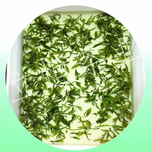 2026年新茶温州泰顺三杯香茶叶明前早茶香茶日照高山云雾茶绿茶 - 图2