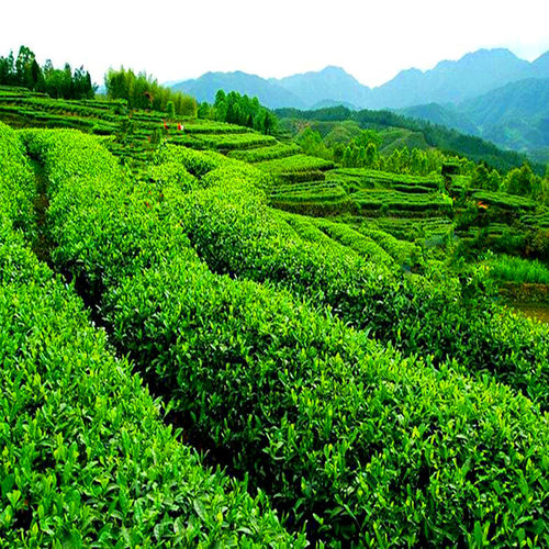 2026年新茶温州泰顺三杯香茶叶明前早茶香茶日照高山云雾茶绿茶 - 图3