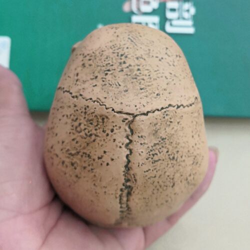 1:3美术医学静物绘画参考 艺用人体肌肉骨骼头雕头骨 半胸像模型 - 图1