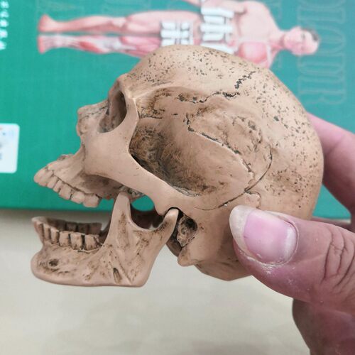 1:3美术医学静物绘画参考 艺用人体肌肉骨骼头雕头骨 半胸像模型 - 图0
