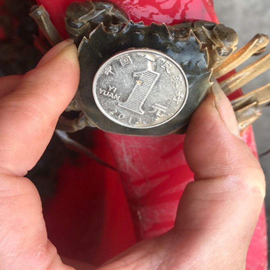 全母二元蟹现货鲜活小螃蟹大闸蟹醉蟹河蟹毛蟹两一元蟹香辣蟹包邮,淘宝优惠券,粉丝福利购,淘宝优惠卷