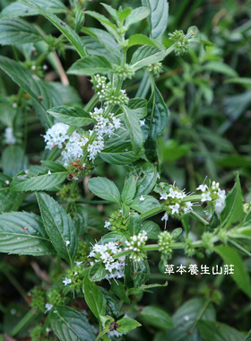小皂角深层净化洗发皂止痒控油