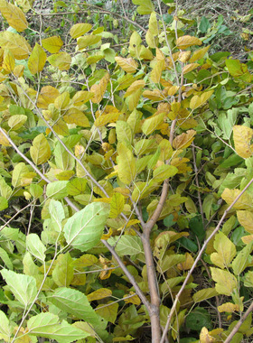 第八代植物洗发皂控油控油止痒