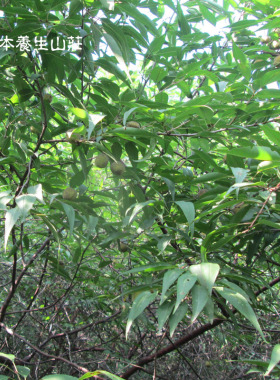 桃枝洗发皂天然植物霜桑叶茶籽