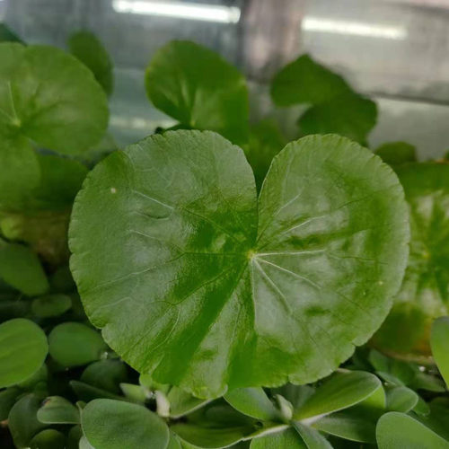 淡水鱼缸养ada香香草浮萍绿植吊漂浮水下爬行水面水草水上植物 - 图1