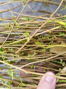 仿生绿色藤条山藤造景藤蔓婚庆拱门花架花环装饰干花装饰diy材料