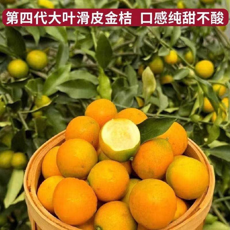 广西融安第四代新品种嫁接大叶滑皮金桔五年大苗带果发货盆栽地栽,淘宝优惠券,粉丝福利购,淘宝优惠卷