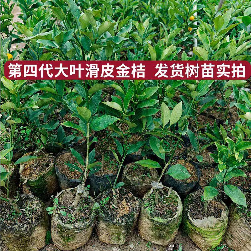 广西融安第四代新品种嫁接大叶滑皮金桔五年大苗带果发货盆栽地栽,淘宝优惠券,粉丝福利购,淘宝优惠卷